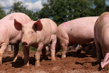 ASF kills over 1,050 pigs in 3 districts of Mizoram