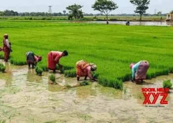 Delta farmers in TN turn to summer paddy cultivation as interim crop