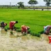 Delta farmers in TN turn to summer paddy cultivation as interim crop
