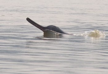 Dolphins find safe haven along Gujarat’s coastline; 680 sighted in latest census