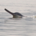 Dolphins find safe haven along Gujarat’s coastline; 680 sighted in latest census
