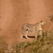 Two cheetahs Pavak and Prabhas to be released in MP’s Gandhisagar sanctuary tomorrow
