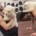 ‘Sky Force’ actor Veer Pahariya on daddy duty for his furry baby