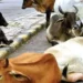 Gujarat: Ahmedabad repurposes 2,000 kg of cattle waste daily