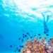 France, Brazil launch initiative to scale up ocean-focused climate action
