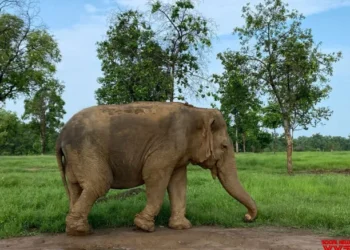 MP: Asia’s oldest elephant dies at Panna Tiger Reserve