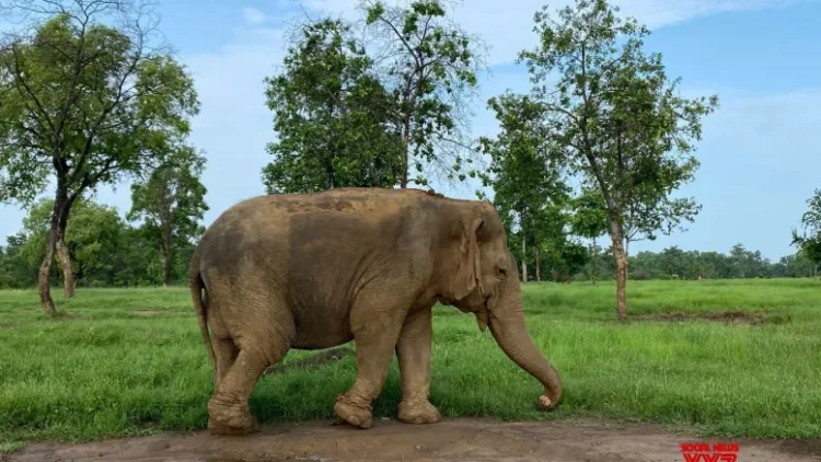 MP: Asia’s oldest elephant dies at Panna Tiger Reserve