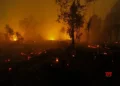 Indonesia cracks down on forest arsonists