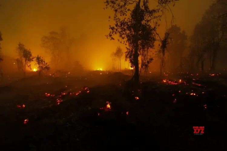 Indonesia cracks down on forest arsonists