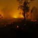 Indonesia cracks down on forest arsonists