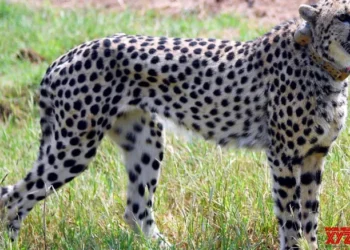Namibian female Cheetah Nabha succumbs to injuries