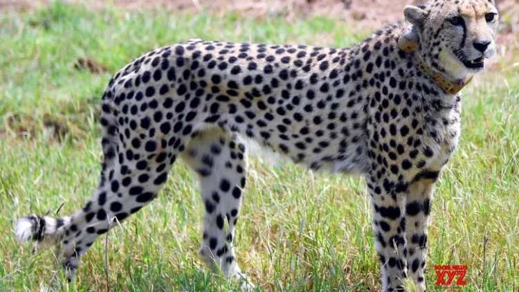 Namibian female Cheetah Nabha succumbs to injuries