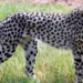 Namibian female Cheetah Nabha succumbs to injuries