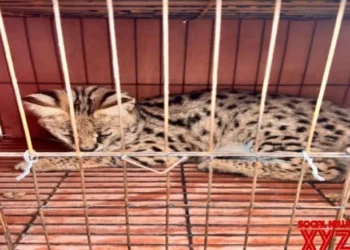 BSF troopers thwart animal smuggling attempt along India-B’desh border