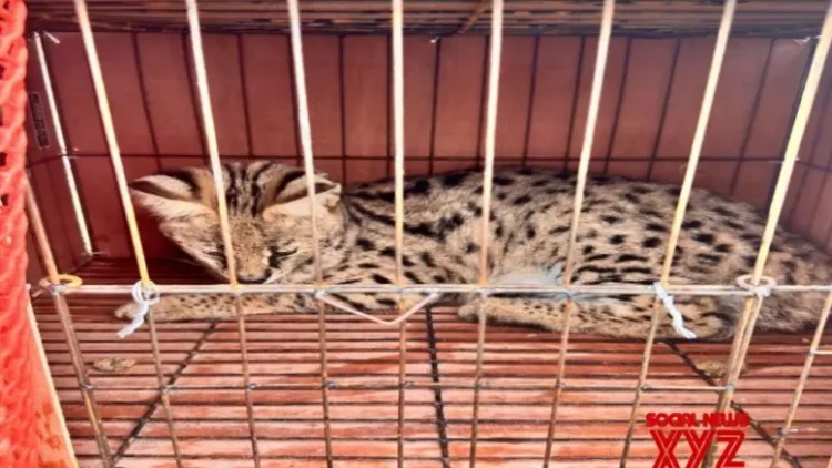 BSF troopers thwart animal smuggling attempt along India-B’desh border