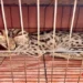 BSF troopers thwart animal smuggling attempt along India-B’desh border