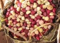 Gujarat: Groundnut sowing hits record 125 pc