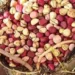 Gujarat: Groundnut sowing hits record 125 pc