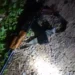 Jharkhand mafia man gunned down in Prayagraj by UP STF
