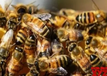 Bees attack devotees in MP temple; 8 injured persons of same family hospitalised