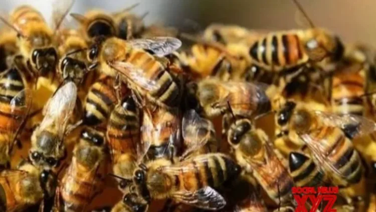 Bees attack devotees in MP temple; 8 injured persons of same family hospitalised