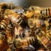 Bees attack devotees in MP temple; 8 injured persons of same family hospitalised