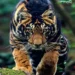 Boost for Odisha Tourism as Similipal’s black tigers get global spotlight