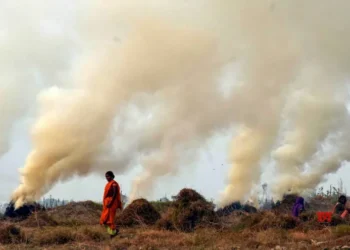Consider arrests, strict action to curb stubble burning: SC to govt