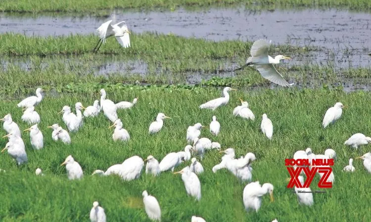 CMDA halts building permits around Pallikaranai marshland after NGT order