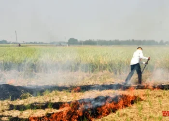 Four-fold reduction in farm fire cases, says Punjab government