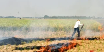 Four-fold reduction in farm fire cases, says Punjab government