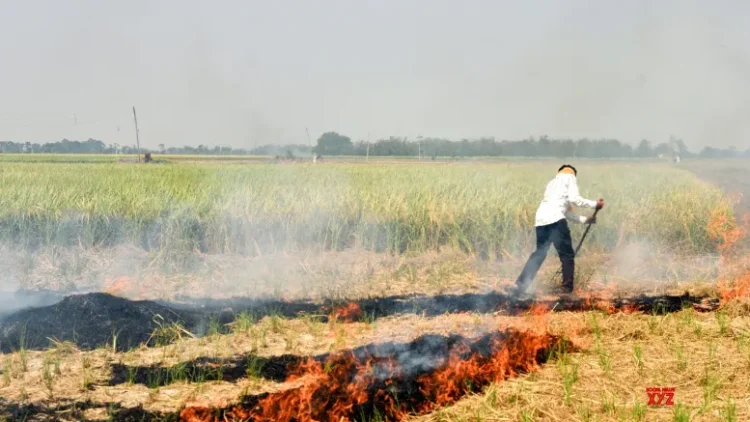 Four-fold reduction in farm fire cases, says Punjab government