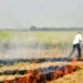 Four-fold reduction in farm fire cases, says Punjab government