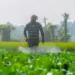 Centre cracks down on black marketing, hoarding of fertilisers during peak agri season