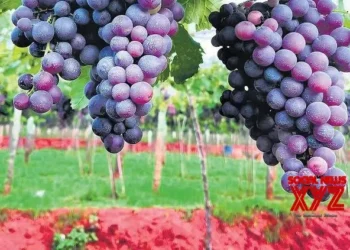Grape farmers in TN’s Theni hit by crop damage, falling prices