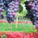 Grape farmers in TN’s Theni hit by crop damage, falling prices