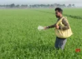 Area sown under rabi crop crosses 580 lakh hectares