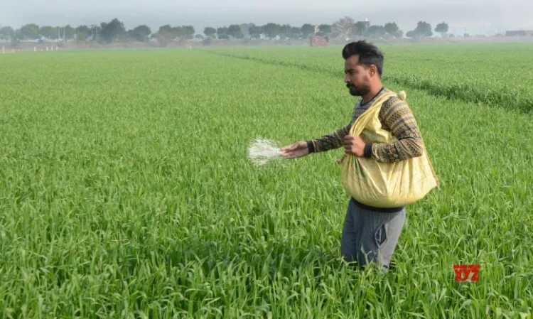 Area sown under rabi crop crosses 580 lakh hectares