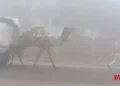 Dense fog blankets parts of Rajasthan; visibility drops in many areas