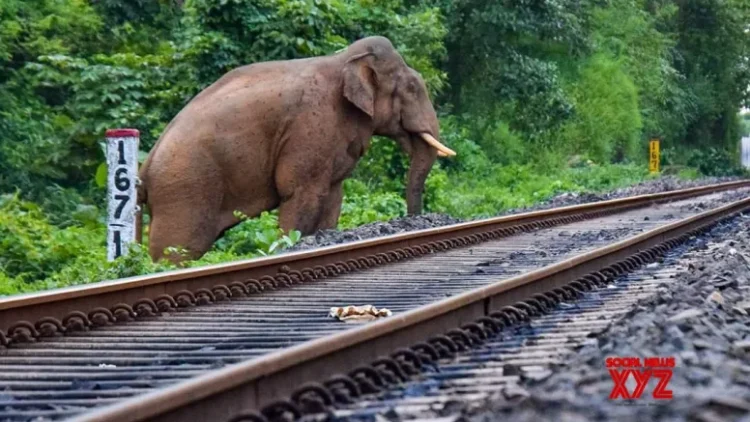 NFR’s tech-driven measures save over 160 elephants, ensure safer train operations