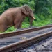 NFR’s tech-driven measures save over 160 elephants, ensure safer train operations