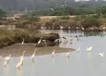 Heavy rain creates rare bird haven in TN’s Thoothukudi salt pans