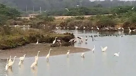 Heavy rain creates rare bird haven in TN’s Thoothukudi salt pans