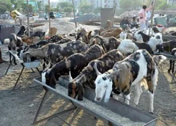 Livestock sector continues to strengthen India’s agricultural economy