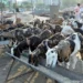 Livestock sector continues to strengthen India’s agricultural economy