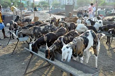 Livestock sector continues to strengthen India’s agricultural economy