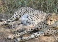 Kuno National Park welcomes three more cheetah cubs boosting population to 38