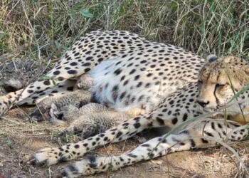 Kuno National Park welcomes three more cheetah cubs boosting population to 38