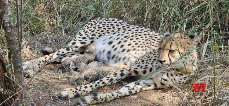 Kuno National Park welcomes three more cheetah cubs boosting population to 38