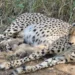 Kuno National Park welcomes three more cheetah cubs boosting population to 38